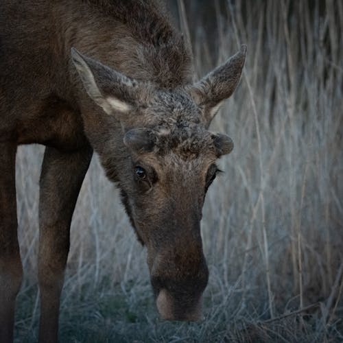 Photos gratuites de animal, élan, fermer