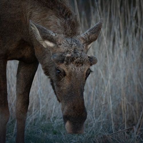 Free Intimate close-up photo of a moose grazing in its natural habitat. Stock Photo