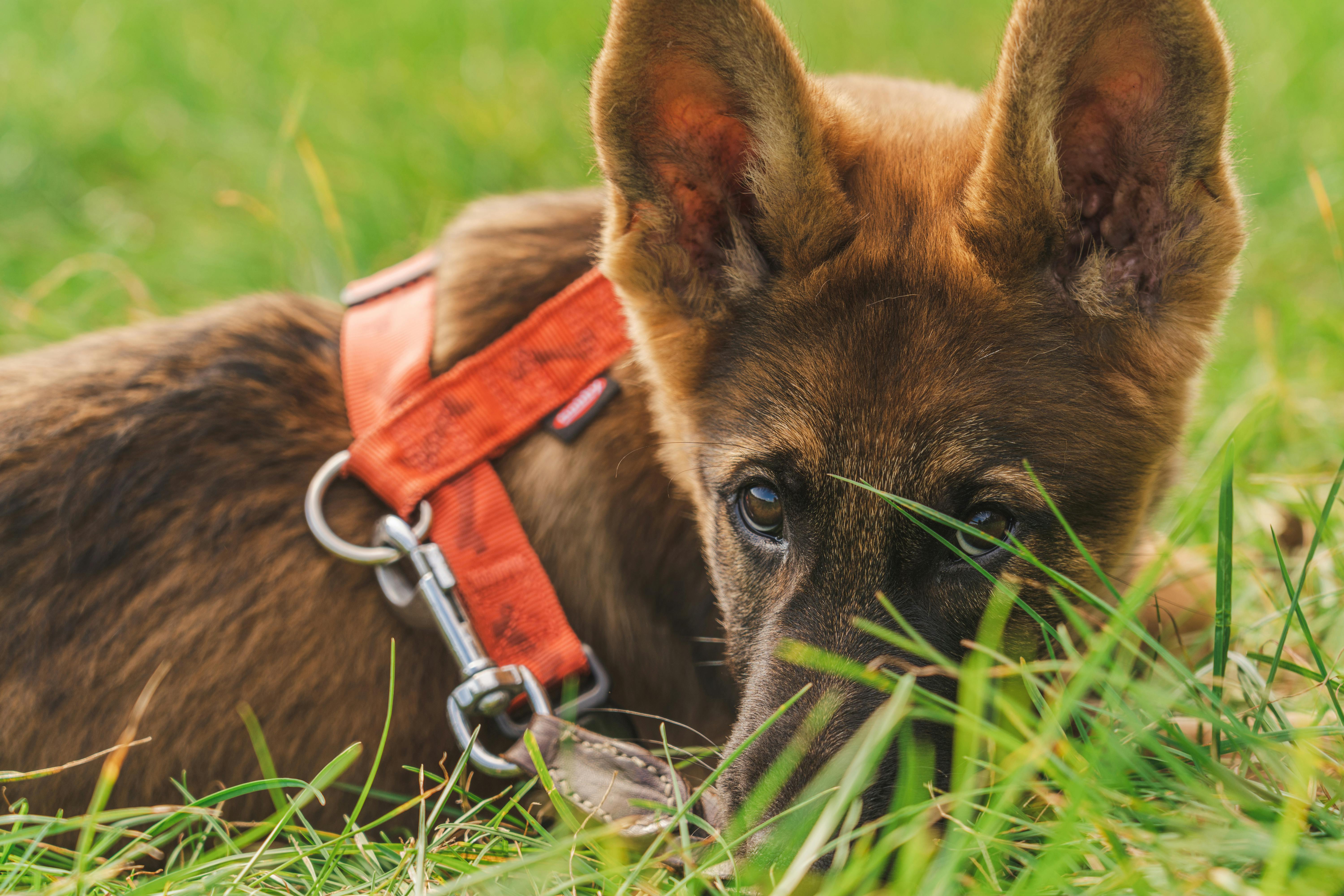 Spring Season Pet Safety Tips - WGN — Photo by Inge Van den Heuvel on Pexels