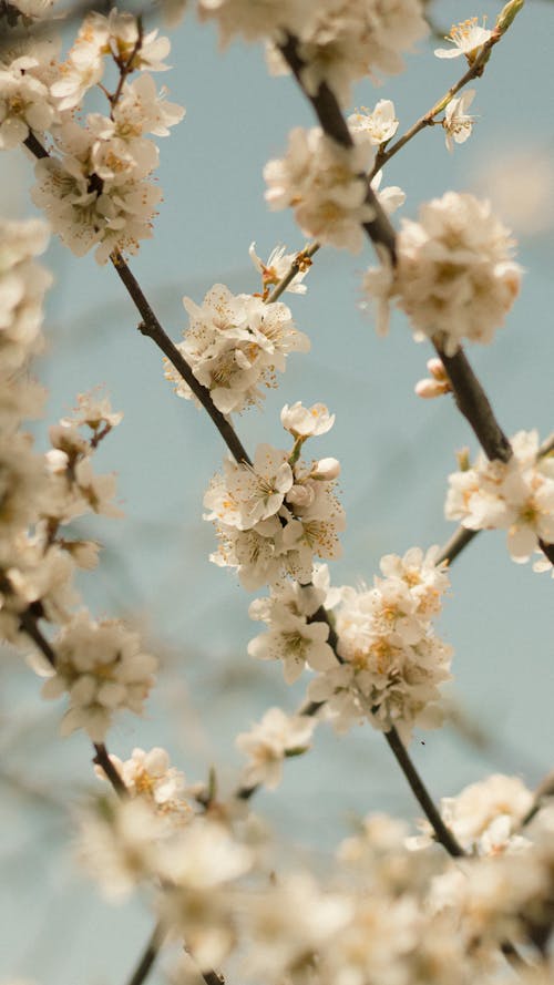 Foto profissional grátis de botões, céu azul, flor de cerejeira