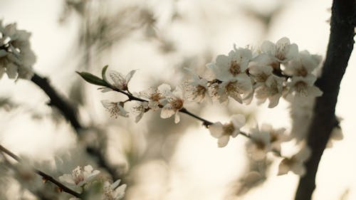 桜の花, 花の無料の写真素材