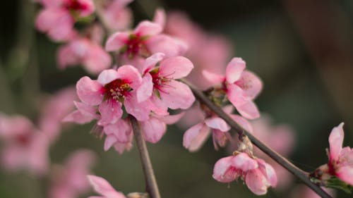 桜の花, 花の無料の写真素材