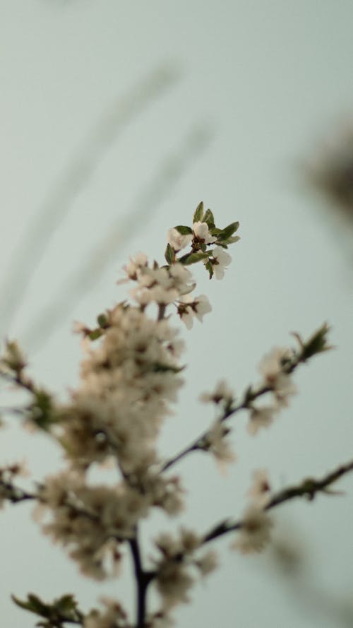 4Kの壁紙, リンゴの花, 桜の壁紙の無料の写真素材