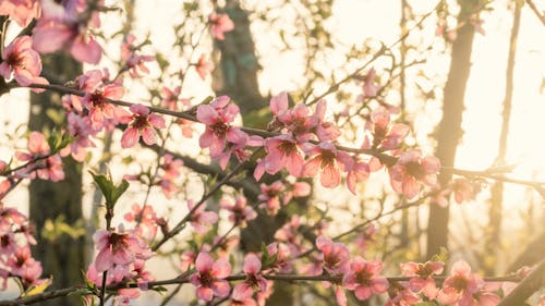 桜の花の無料の写真素材