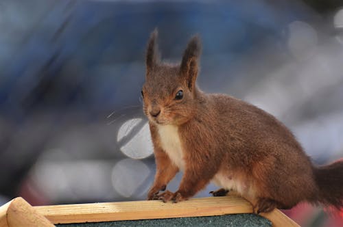 Free Brown Squirrel on Brown Wooden Table Stock Photo