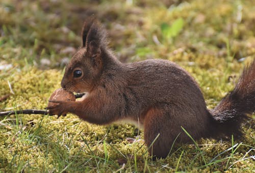 Free Brown Squirrel on Grass Stock Photo