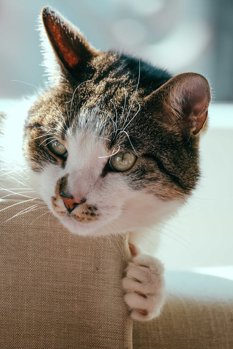 Close Up Of Cat Head