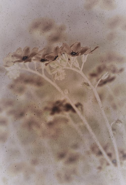 A Negative Photo of Flowers