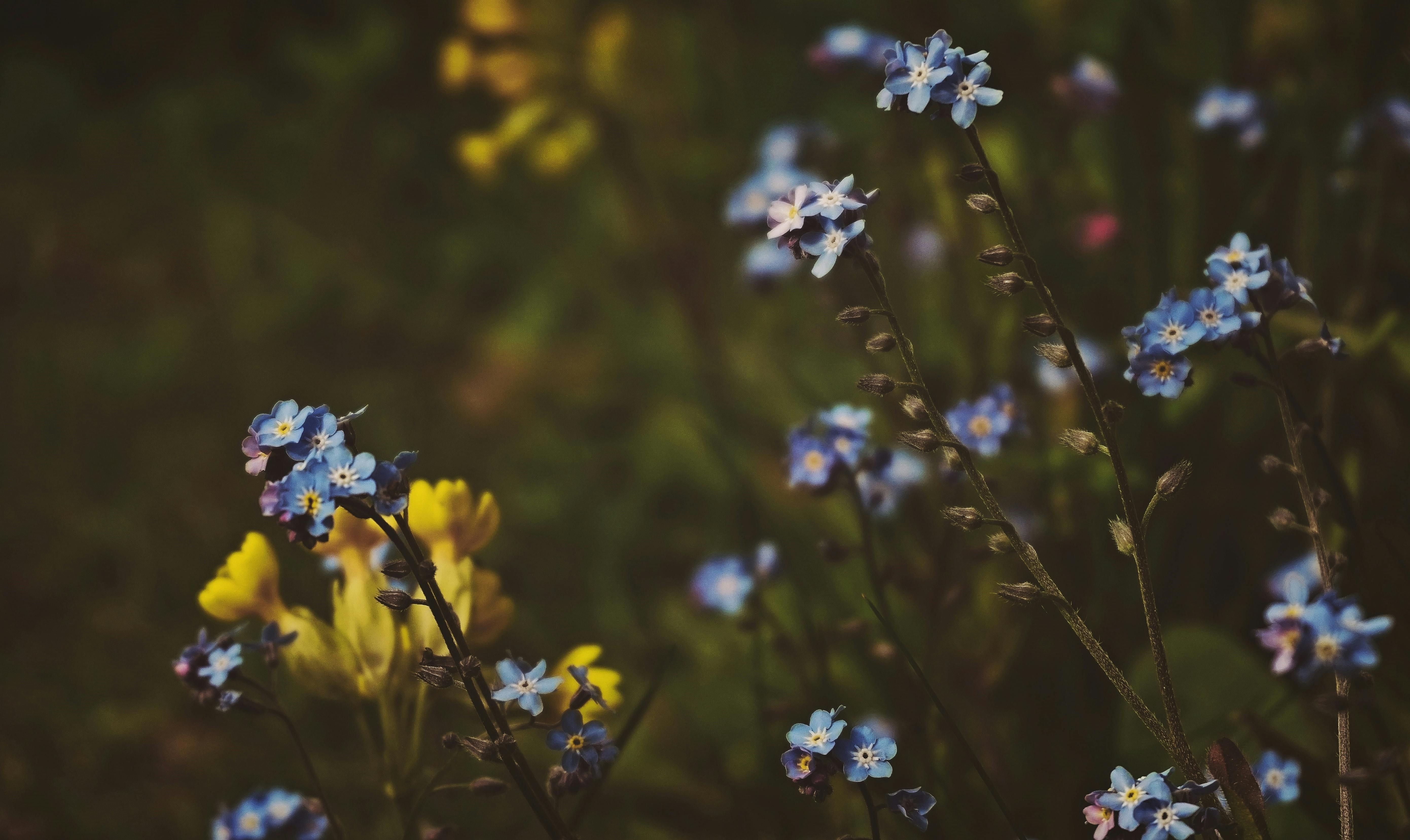 bed bug exterminator near me Tulsa - A tranquil scene of blue forget-me-nots amidst a lush garden in spring.