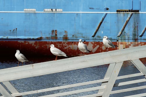 Ücretsiz deniz kuşları, gagalar, güvercinler içeren Ücretsiz stok fotoğraf Stok Fotoğraflar