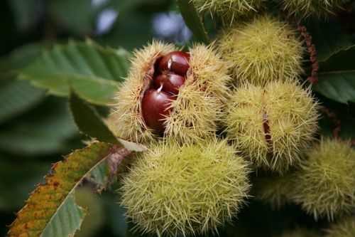 Free Close-up of chestnuts in spiky green husks on a tree, showcasing nature's texture and fall harvest. Stock Photo