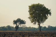 Green Tree on Brown Field