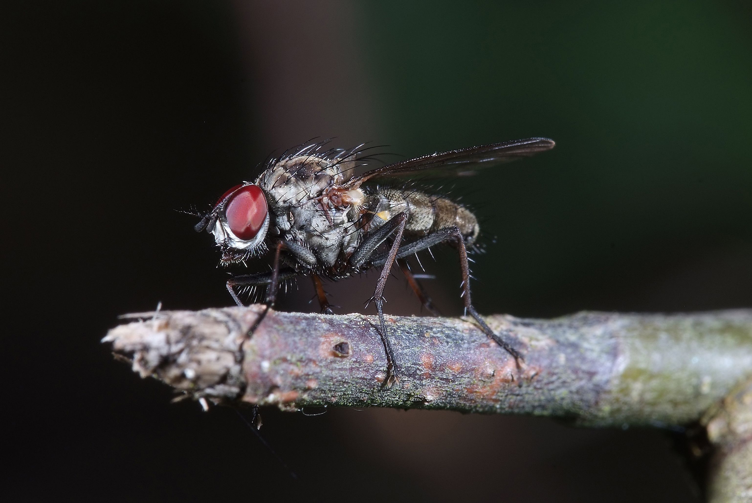 Close-up macro photography of a common fly perched on a twig in daylight.