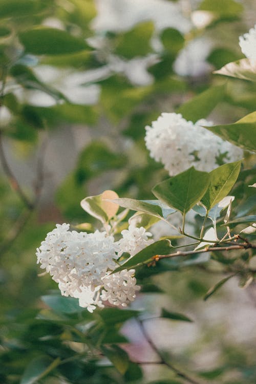Free Blooming White Flower on Tree Branch  Stock Photo