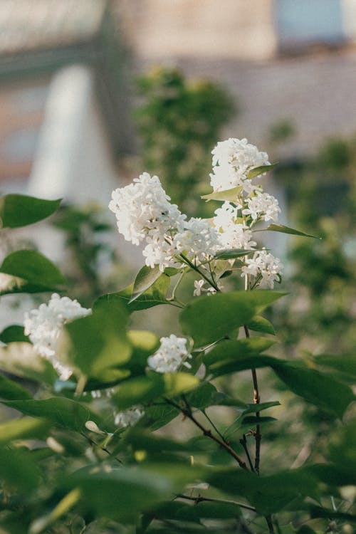 Foto stok gratis bagus, bunga putih, bunga-bunga