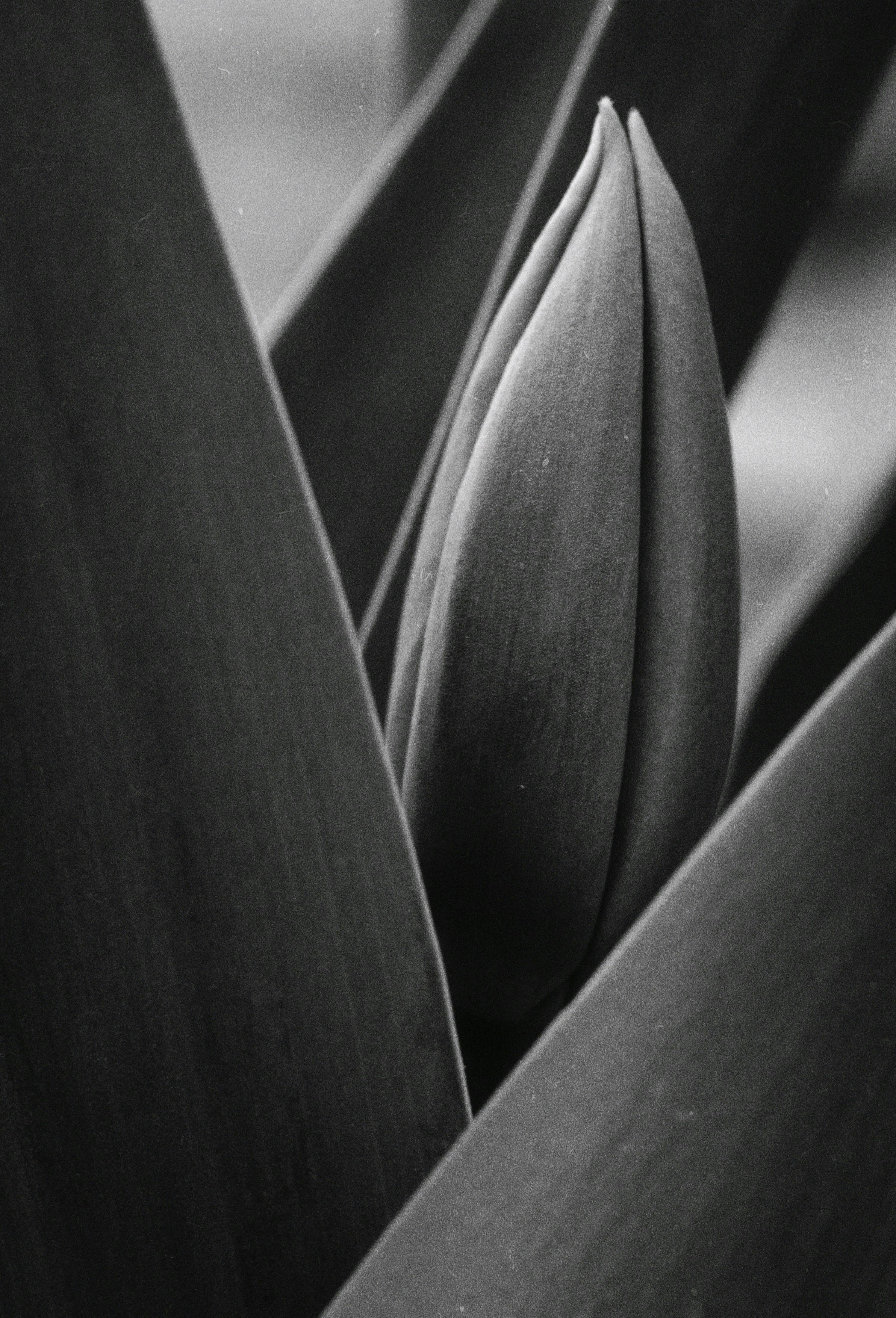 A monochrome close-up of a tulip bud with surrounding leaves, captured in Kyiv, Ukraine.