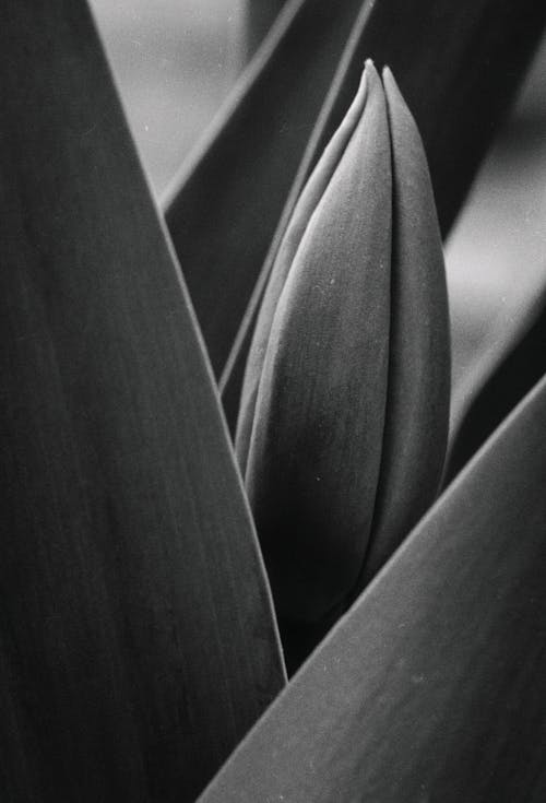 Free Black and White Close Up of Tulip Stock Photo