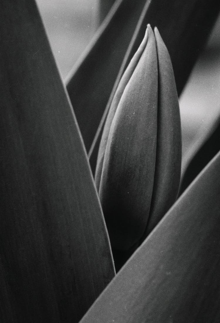 Black And White Close Up Of Tulip