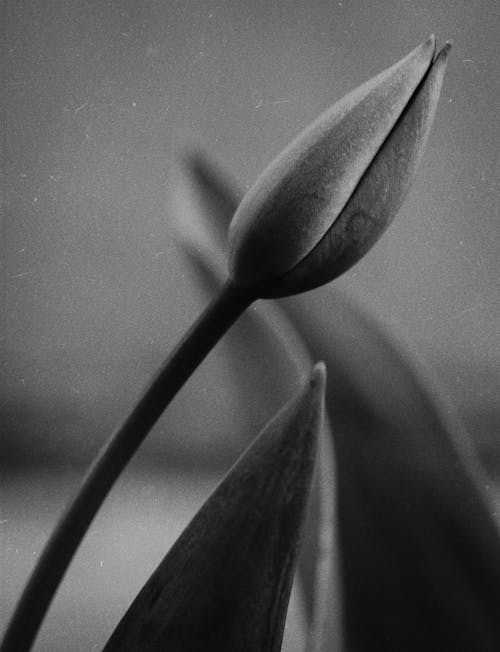 Grayscale Photo of a Tulip Flower Bud