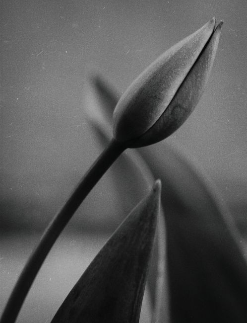 Artistic black and white photograph of a tulip bud in Ukraine.