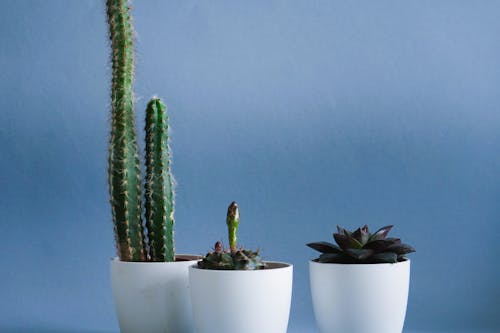 Photos gratuites de cactus, casseroles, croissance