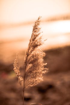 Close-up of a beachside plant bathed in a warm, golden sunset light, offering a tranquil natural scene.