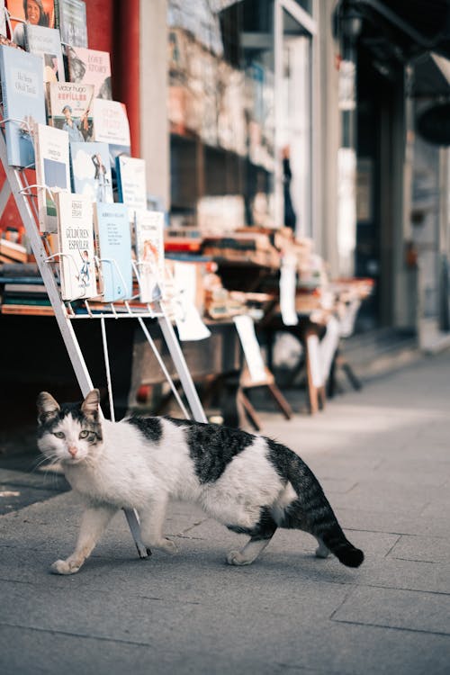 A White and Black Cat on Sidewalk Near Books on Rack
