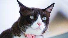 Black and White Cat With Red and White Ribbon
