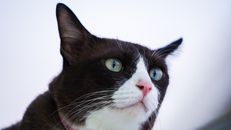 Close Up Shot of a Cat