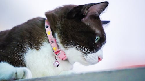 Free Black and White Cat With Red and White Leash Stock Photo