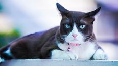 Close Up Shot of a Cat