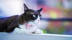 Close Up Shot of a Cat