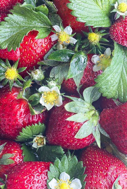 Free Strawberry Close Up Stock Photo