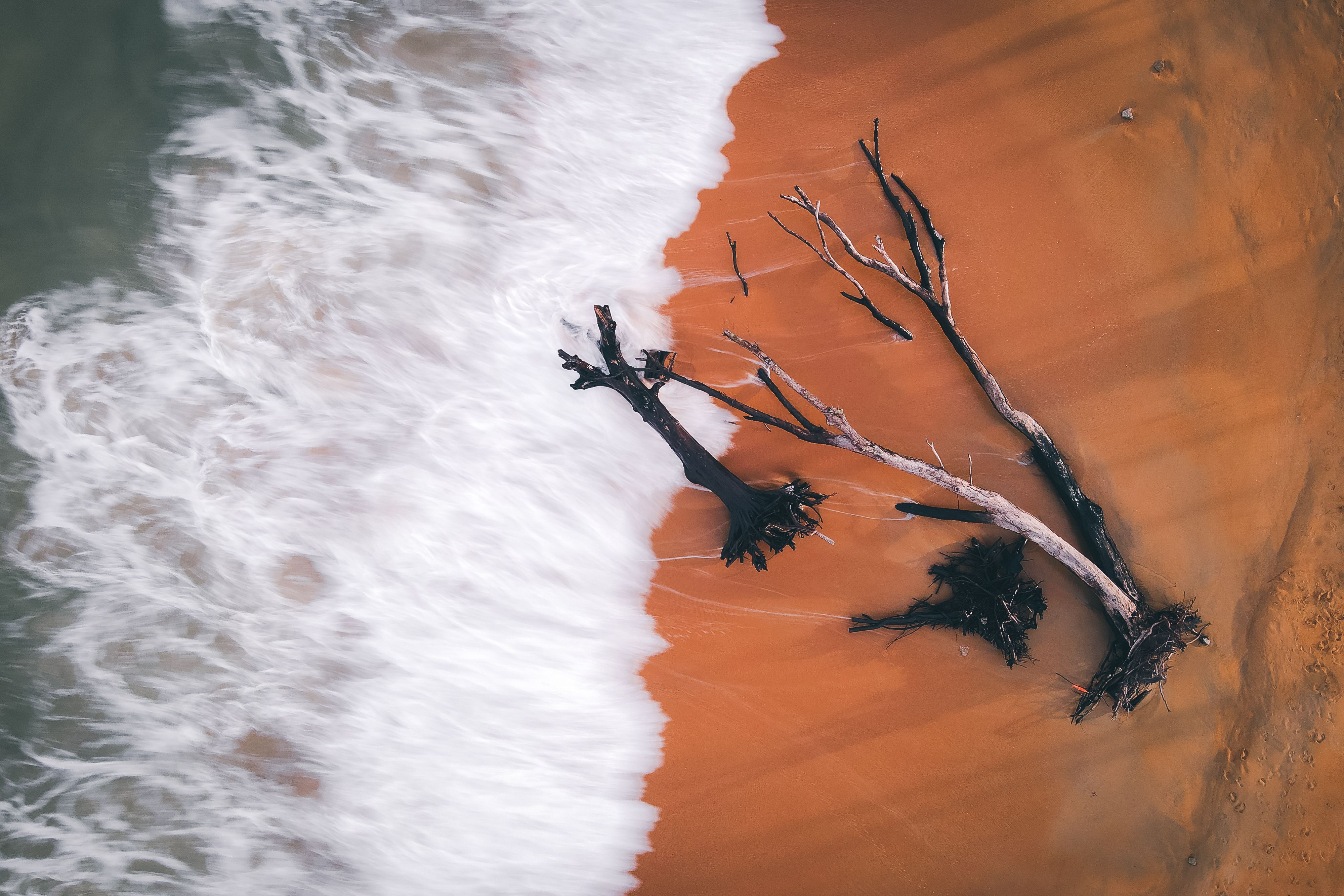 An Aerial Photography of a Tree Trunks on Brown Sand Near the Sea ...