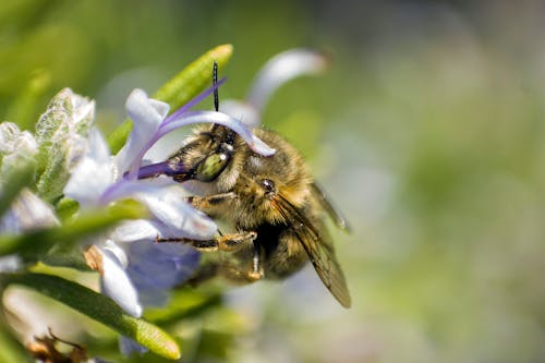 Gratuit Photos gratuites de abeille, chevelu, faune Photos