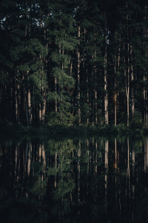 Základová fotografie zdarma na téma fotografie přírody, jezero, les