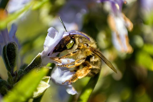 Fotos de stock gratuitas de abeja, botánica, de cerca