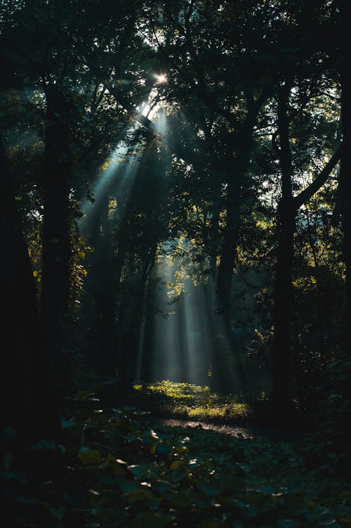 Δωρεάν στοκ φωτογραφιών με Ακτίνες ηλίου, δασικός, δέντρα Φωτογραφία από στοκ φωτογραφιών
