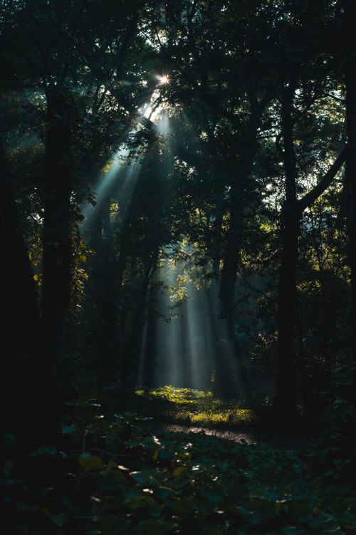 Free A captivating view of a forest with sunrays piercing through the dense tree canopy. Stock Photo