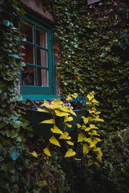 Foto stok gratis bunga-bunga, Daun-daun, di luar rumah