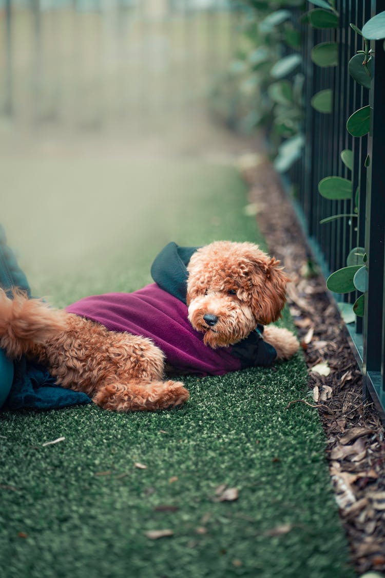 A Puppy On The Grass 