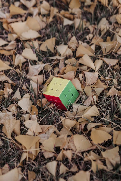 Základová fotografie zdarma na téma hračka, padání, podzim