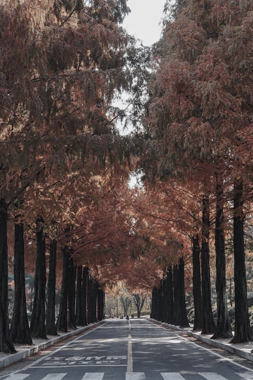 Immagine gratuita di alberi marroni, autunno, boschi