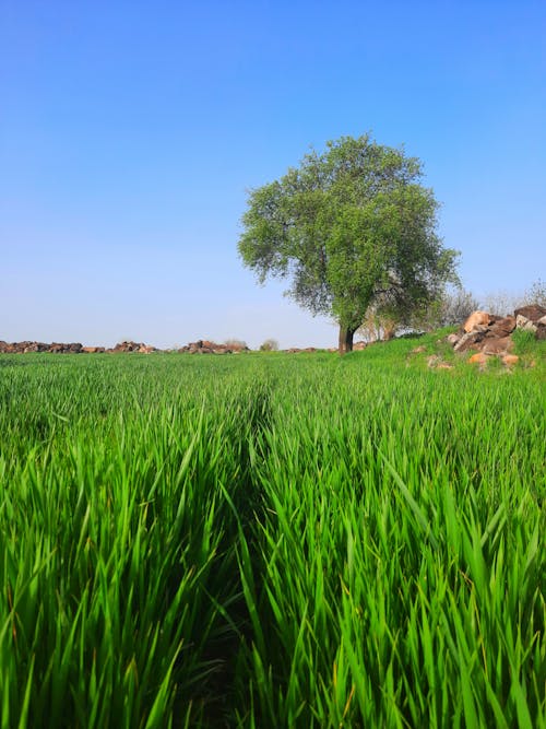 Sprawling Green Tree on Crop Field Under Blue Sky