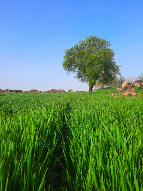 Free Vibrant green field and lone tree under clear blue sky in countryside setting. Stock Photo