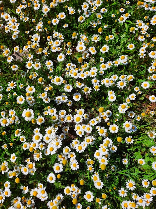 Foto profissional grátis de área, camomila, flora