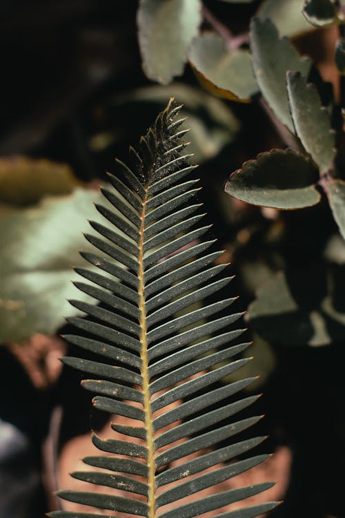 Closeup Photo of Green Leaf
