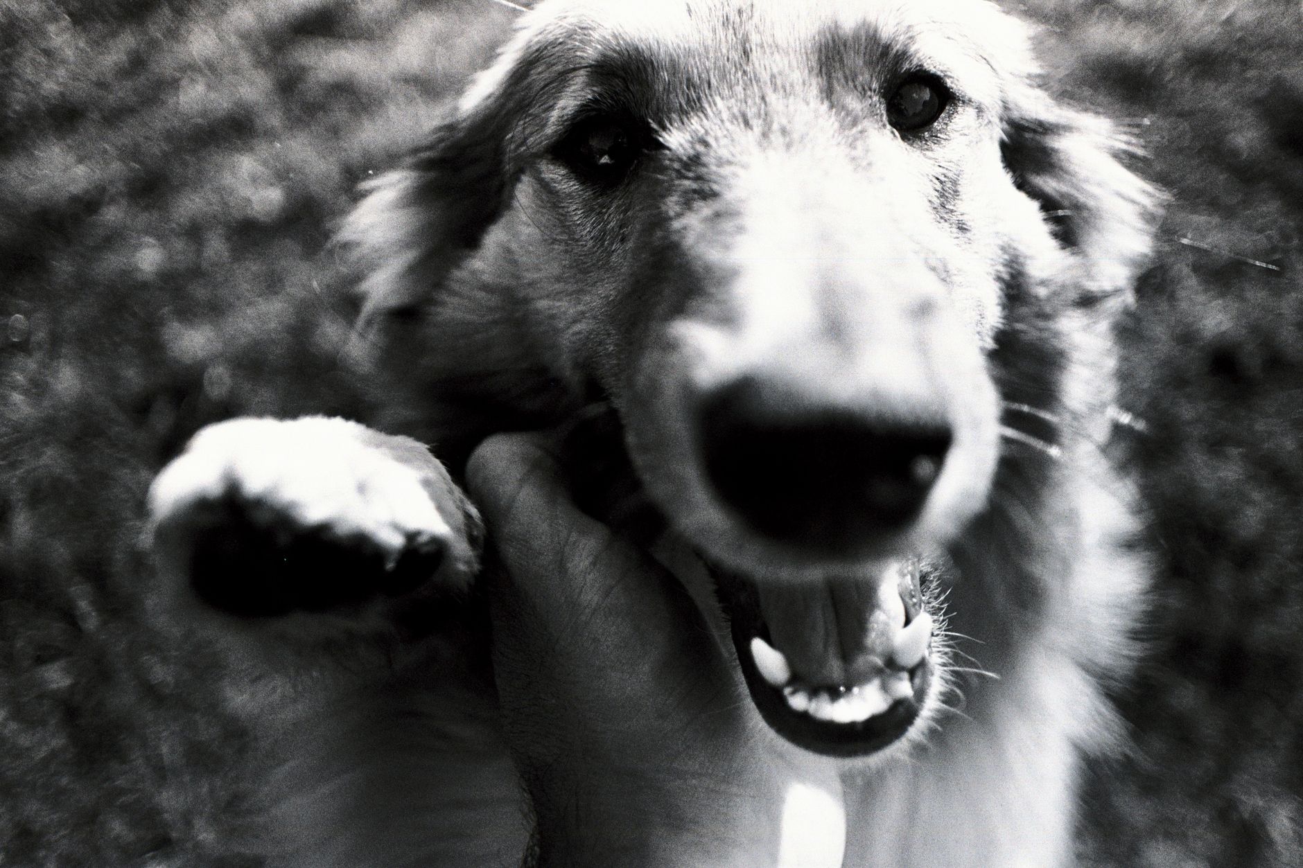 Veterinarian examining a dog during a checkup