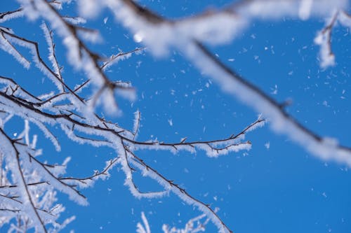 A Snow Covered Tree Branches Under the Blue Sky