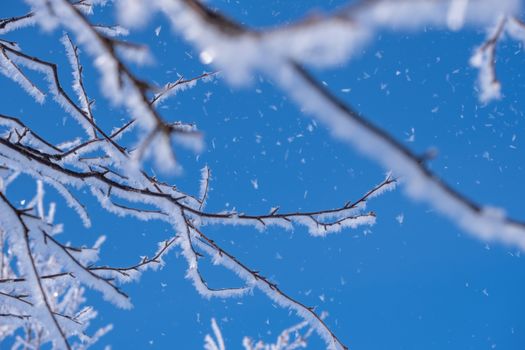 Snow-laden branches against a vibrant blue winter sky in Troms og Finnmark, Norway.